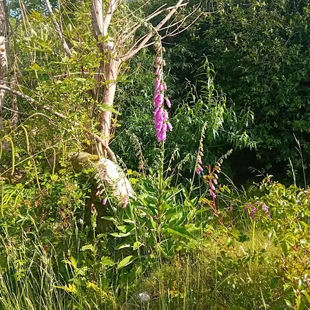 Garden Διαμέρισμα Γκάλγουεϊ